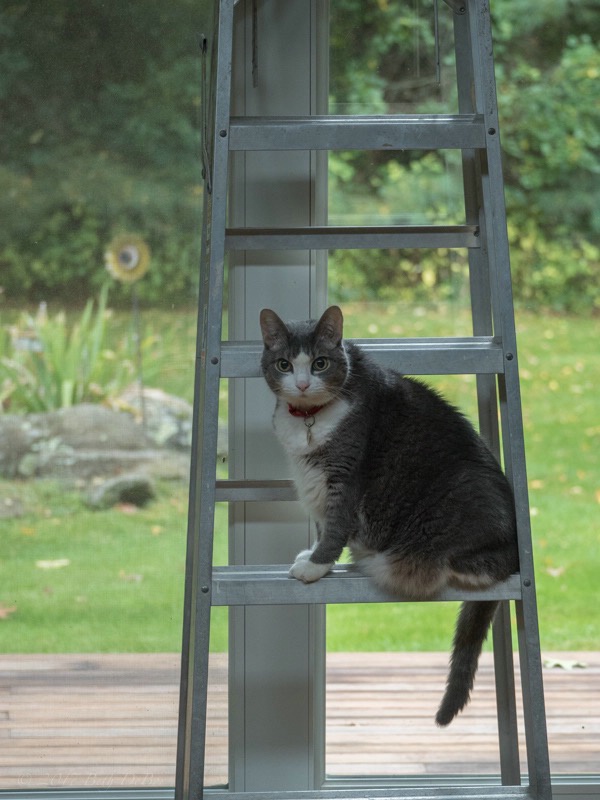 Checking Out the Ladder