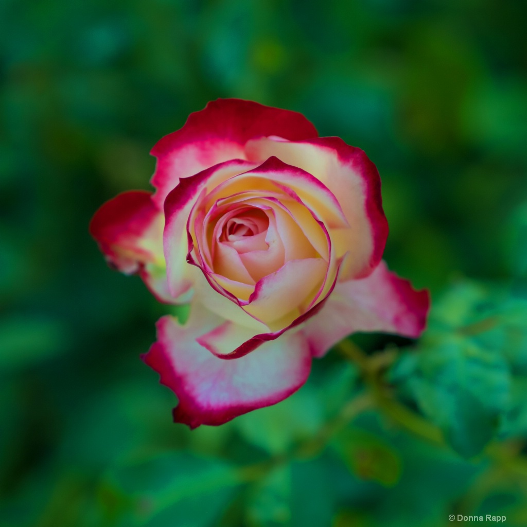 yellow red-rimmed rose2