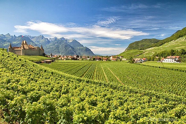 Vineyard and castle