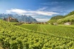 Vineyard and cast...