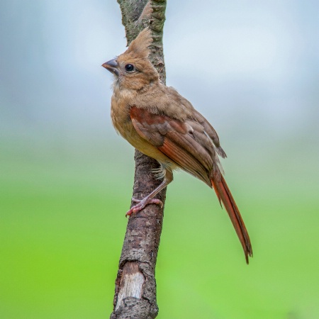 Juvenile Cardinal