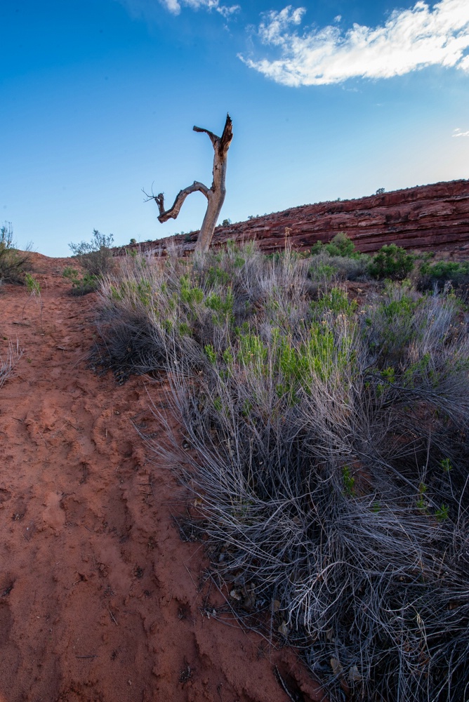 KACHINA TREE