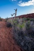 KACHINA TREE