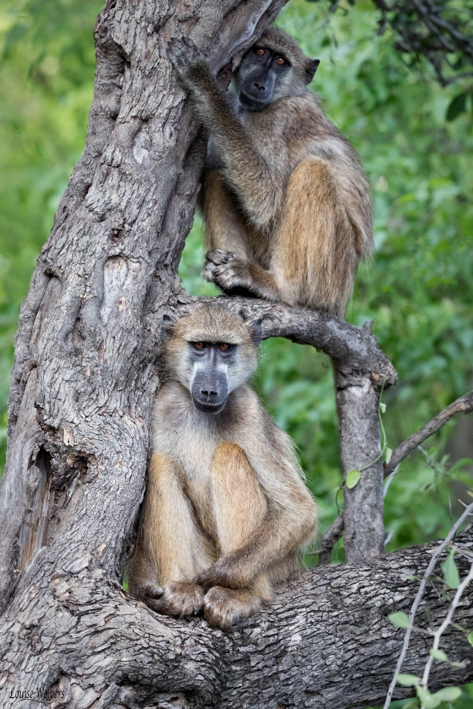 Naughty Monkey's - ID: 15592550 © Louise Wolbers