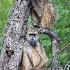 2Naughty Monkey's - ID: 15592550 © Louise Wolbers
