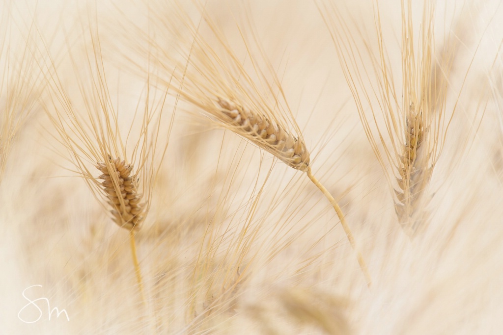 Summertime - Fields of Barley - ID: 15592603 © Sibylle G. Mattern