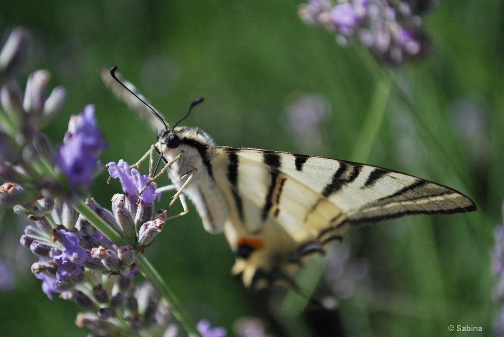 Lavender