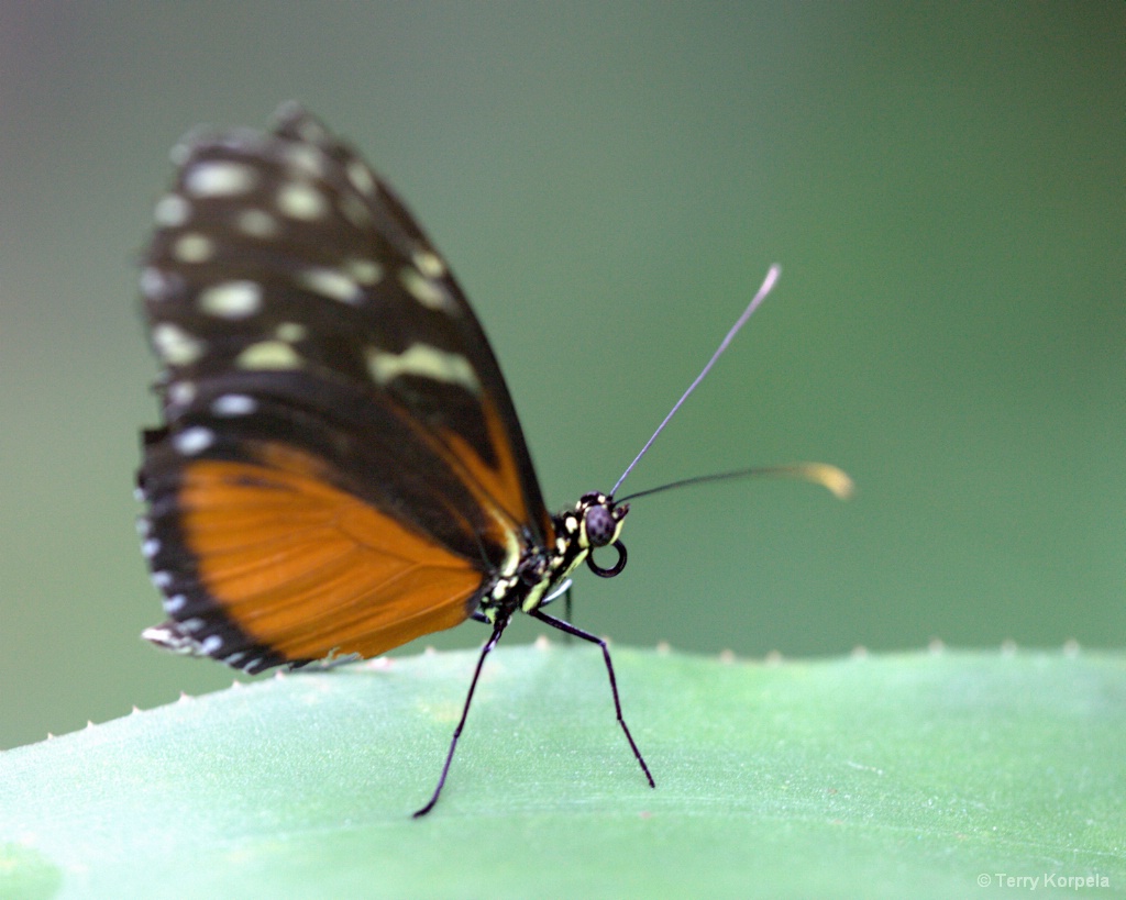 Victoria Butterfly Farm - ID: 15592769 © Terry Korpela