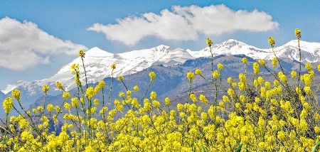 Flowers against snow-capped peaks.
