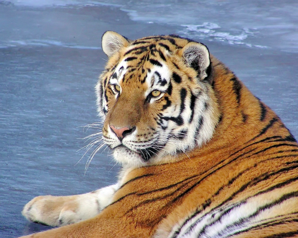 Tiger On Ice