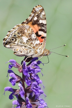 Painted Lady 10