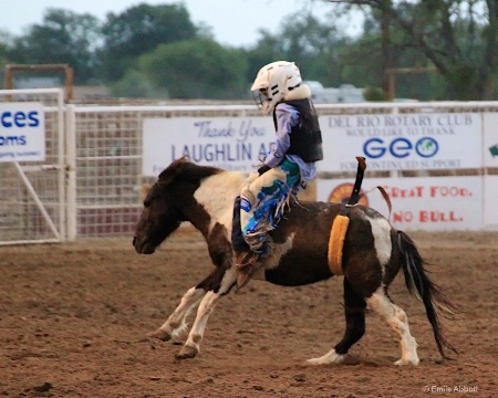 Youngest Bronc Rider