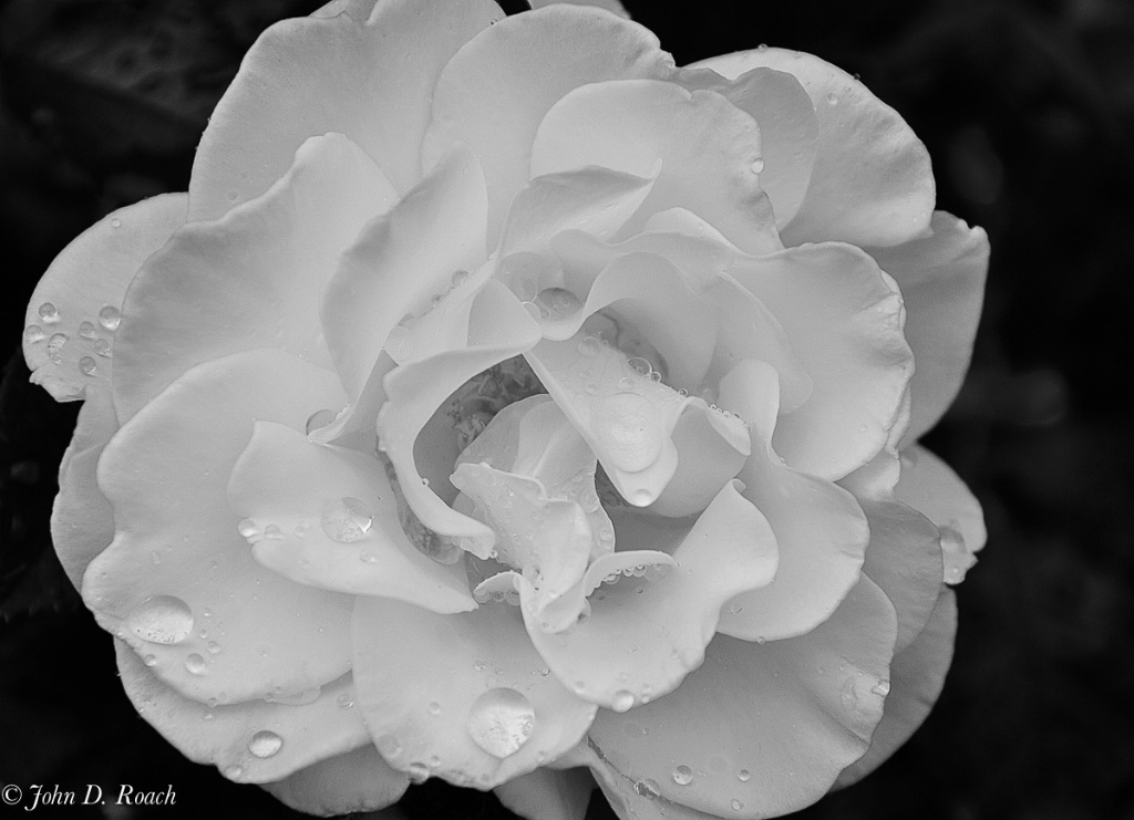 Water Dappled Rose - ID: 15593923 © John D. Roach