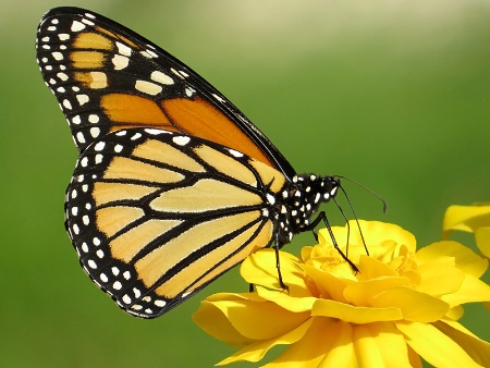 Monarch on Marigold