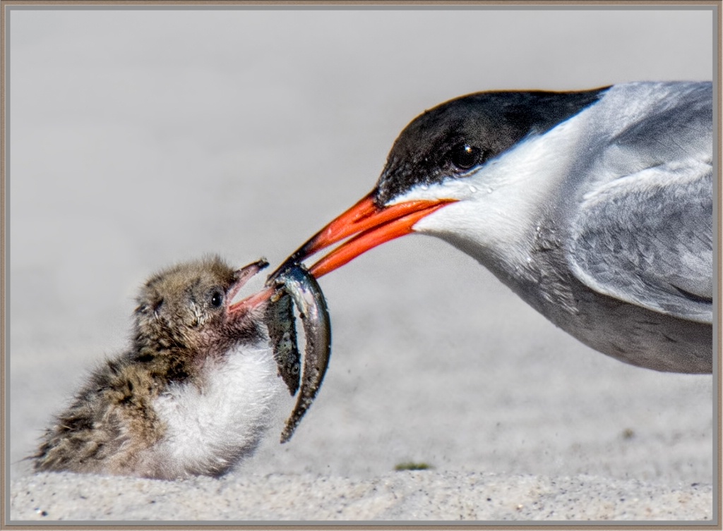 tern feeding eat the whole thing -437-Edit