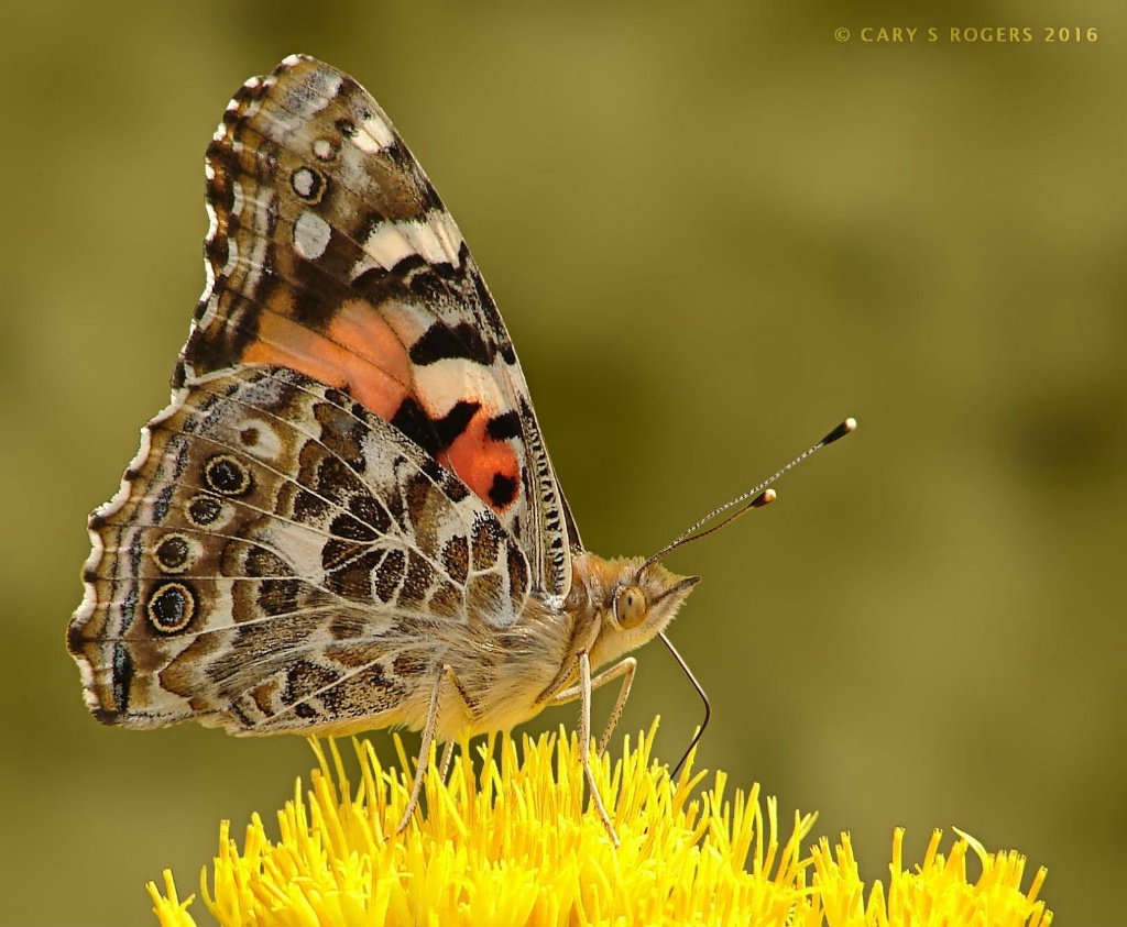 Painted Lady on Chamisa