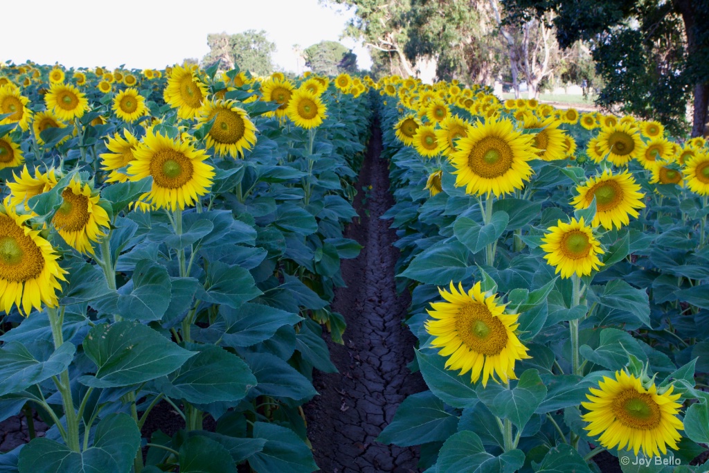 Field of Sunflowers