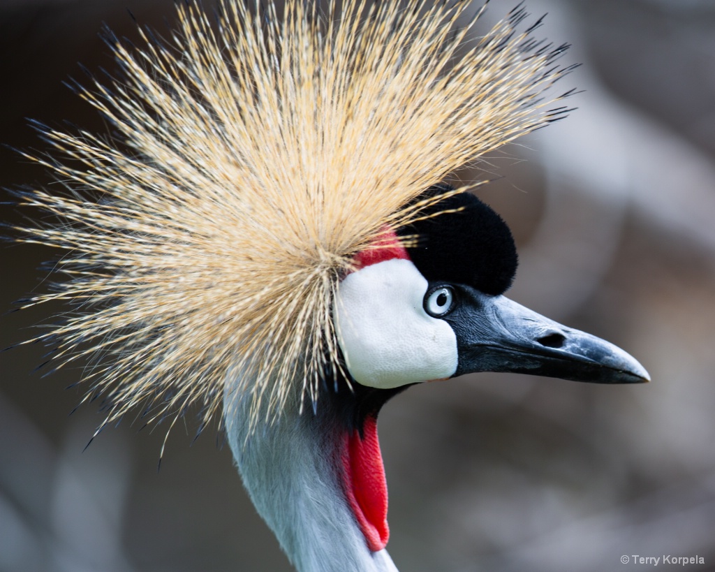 East African Crown Crane - ID: 15594940 © Terry Korpela
