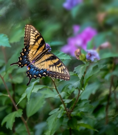 Eastern Tiger Swallotail