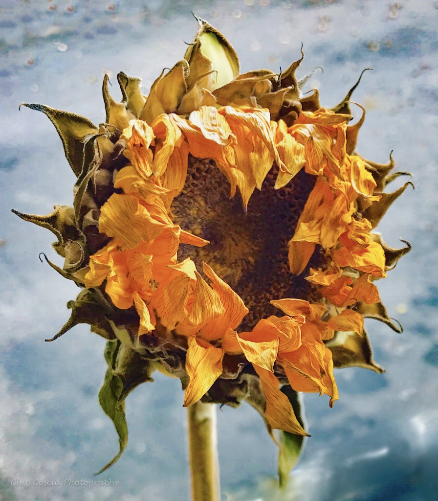 Aging Sunflower