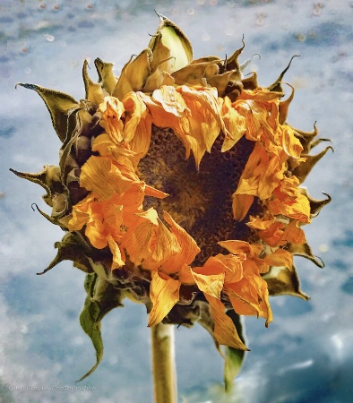 Aging Sunflower