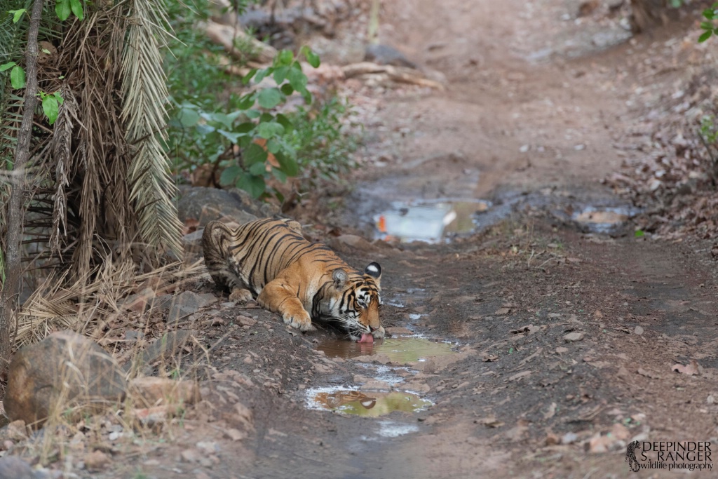 Noor's cub-drinking 