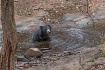 Sloth bear !