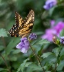 Swallotail2