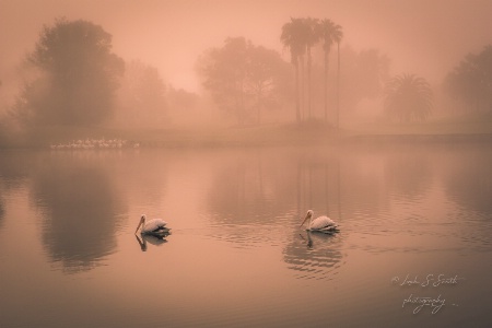 foggy morning solitude