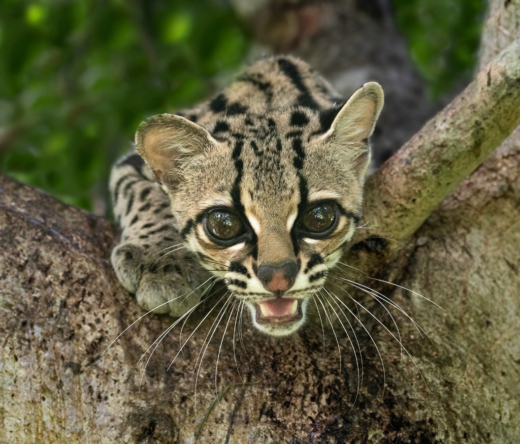 margay