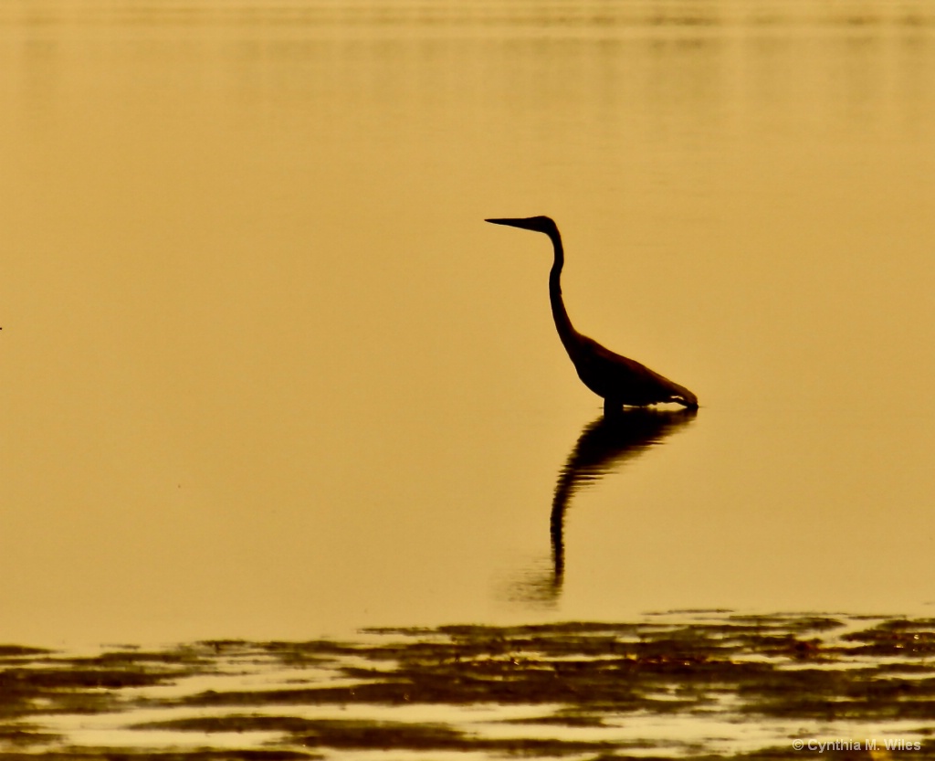 Heron in the Twilight Zone - ID: 15595221 © Cynthia M. Wiles