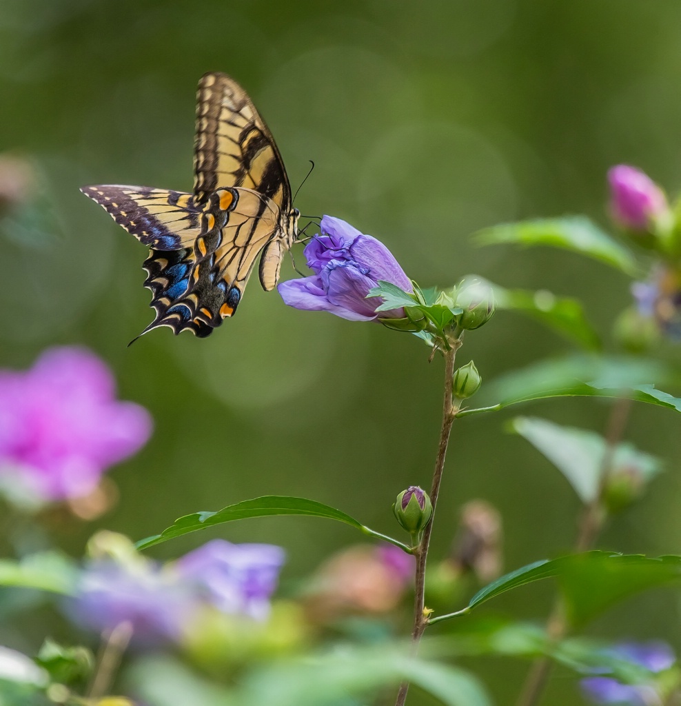 Swallotail 3