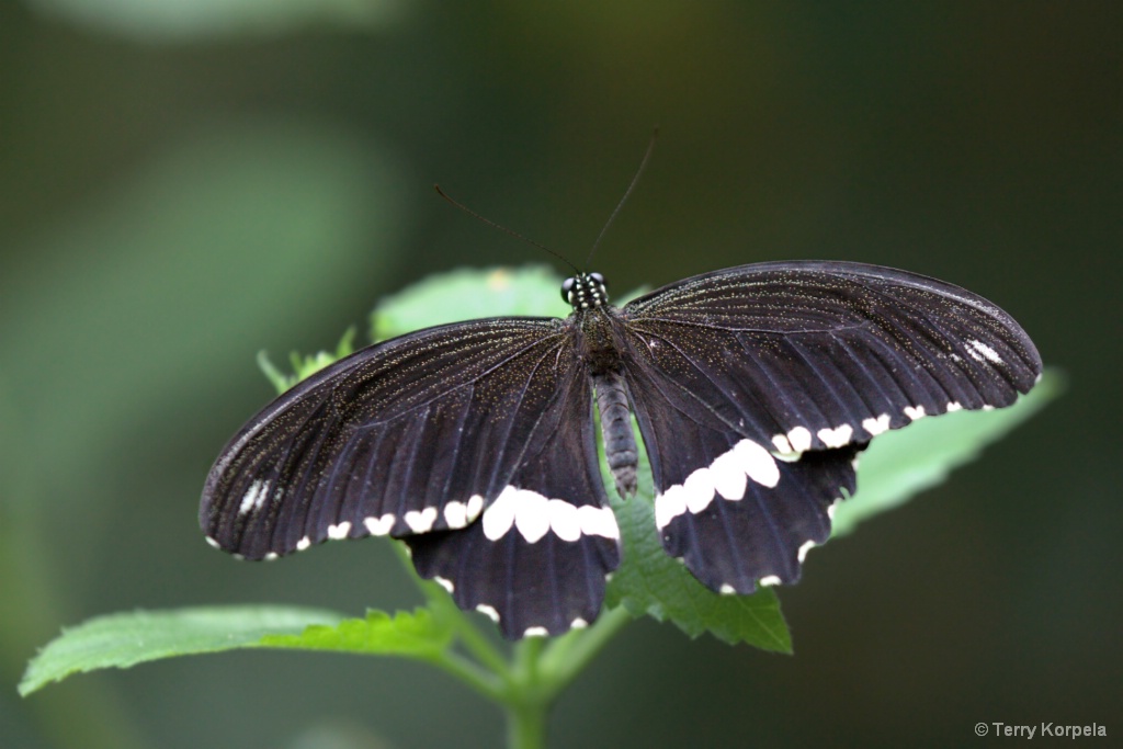 Victoria Butterfly Farm - ID: 15595398 © Terry Korpela
