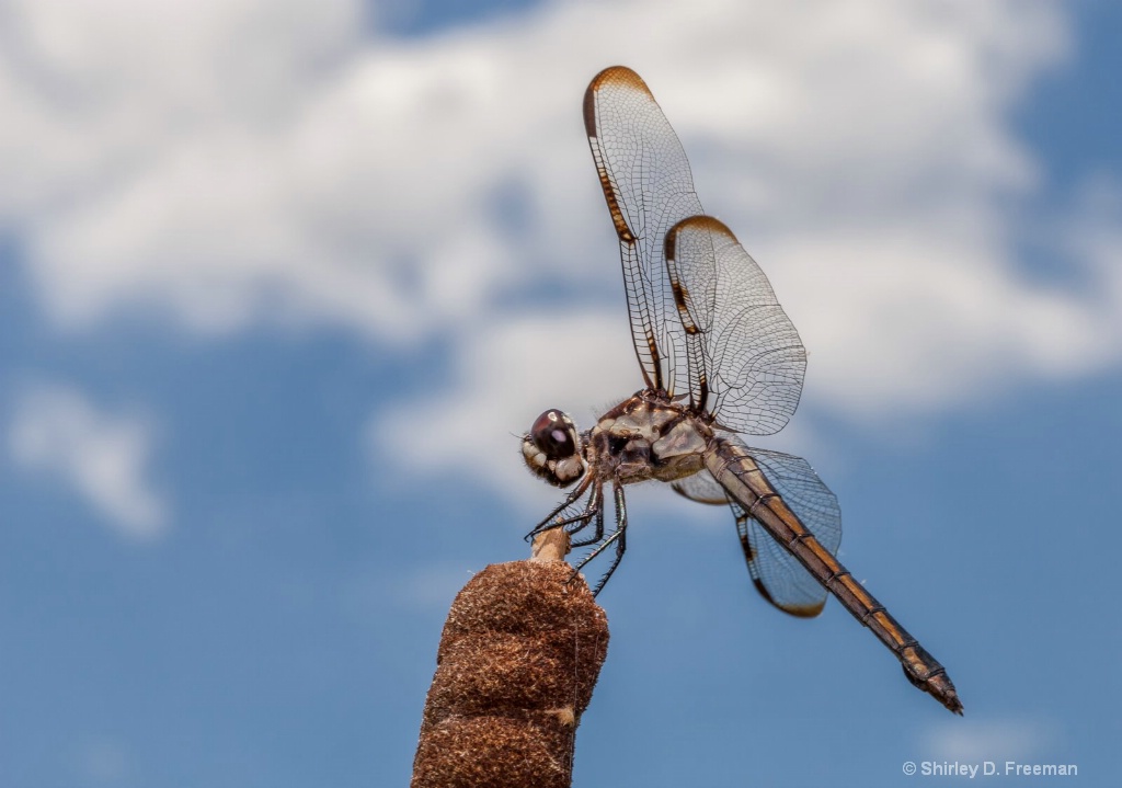 Dragonfly On A Cattail