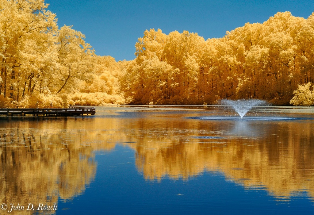 Summer at the Pond