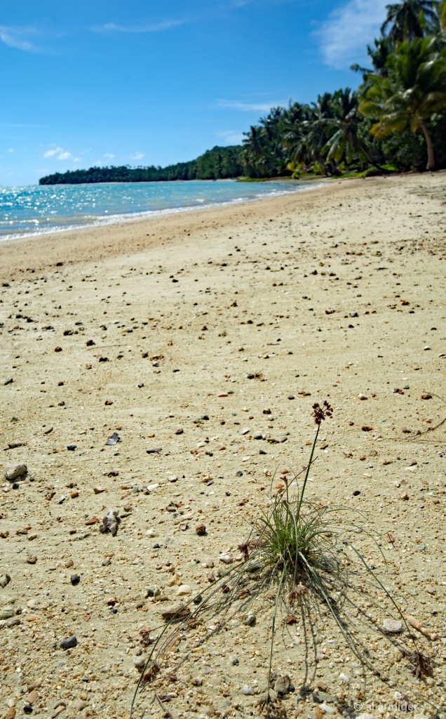 Aitutaki Beach Scene DSC 1692 alamy - ID: 15595546 © al armiger