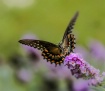 Swallotail 4