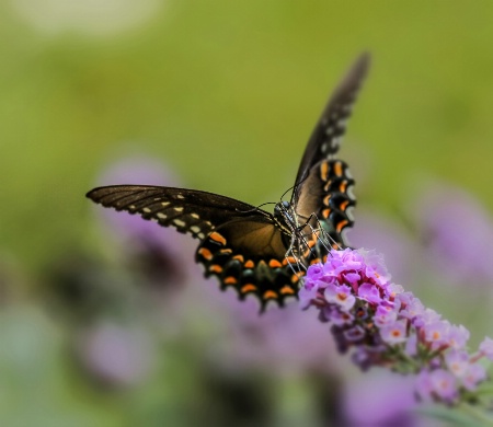 Swallotail 4