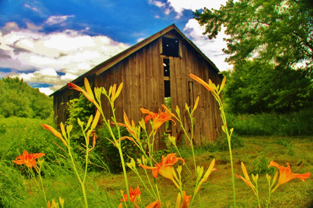 Lilies and Old Shed