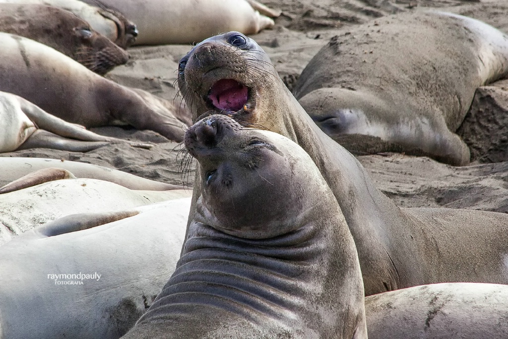 Elephant Seals Fight