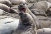 Elephant Seals Fi...