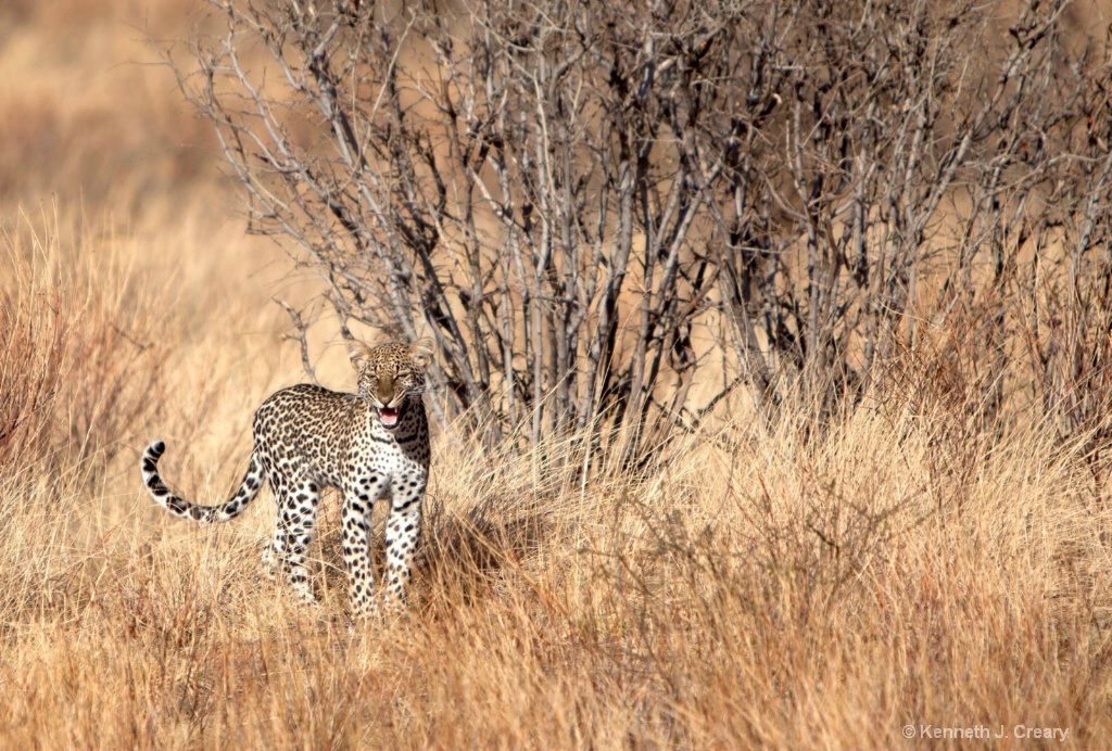 Leopard Calls to His Mother - ID: 15595895 © Kenneth J. Creary