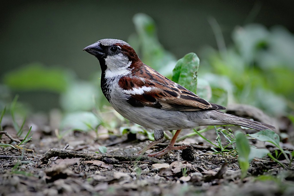 Sparrow