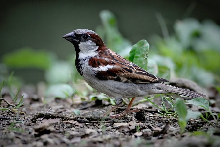 Sparrow