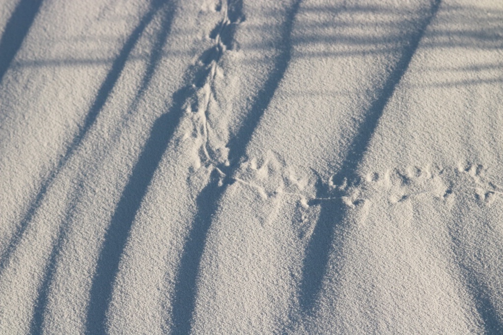 Lizard tracks