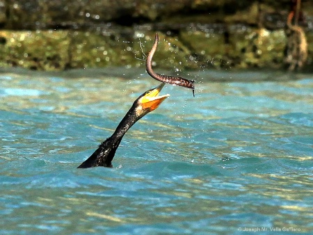 Big catch.JPG