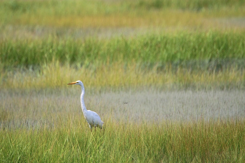 White Egret