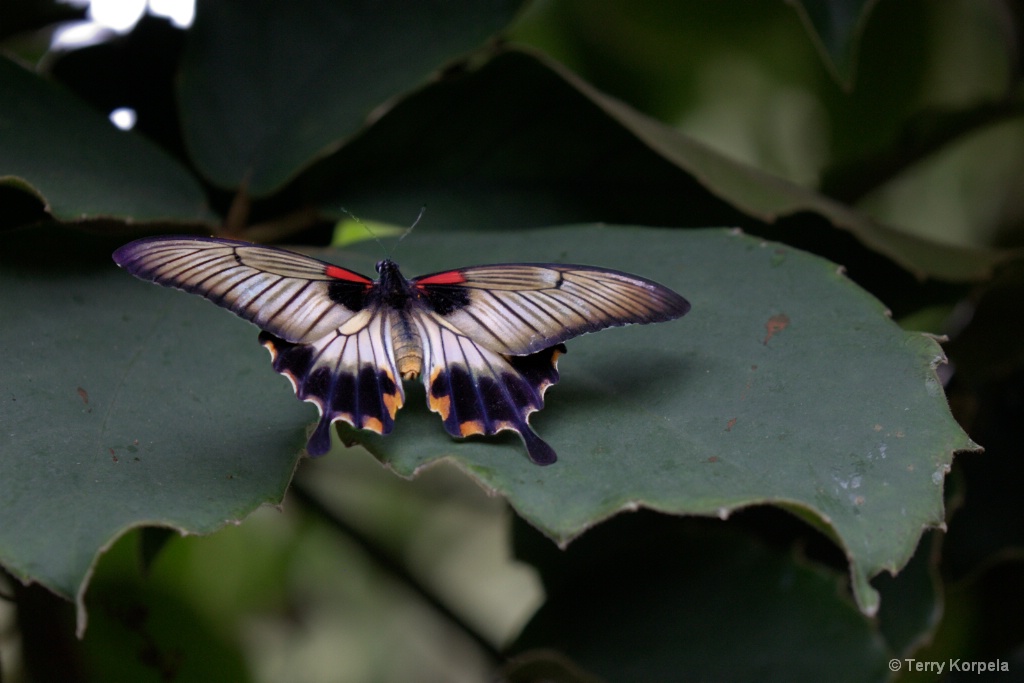Victoria Butterfly Farm - ID: 15596382 © Terry Korpela