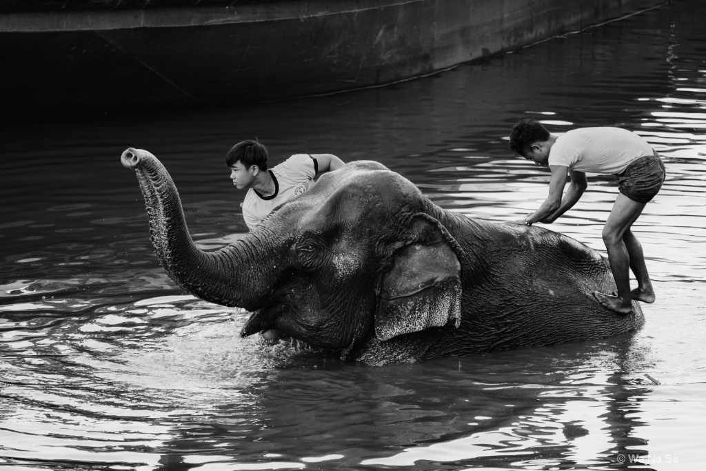 Bathing of an elephant.