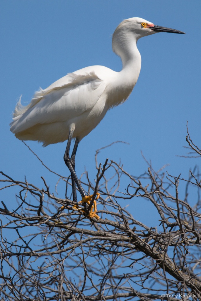 Snowy Egret Up in a Tree